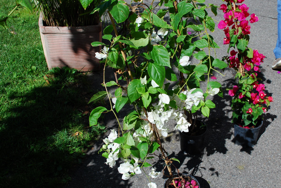 Orto Botanico_040.JPG - BOUGANVILLE